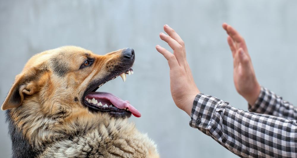 bệnh dại có chữa được không và những điều cần lưu ý