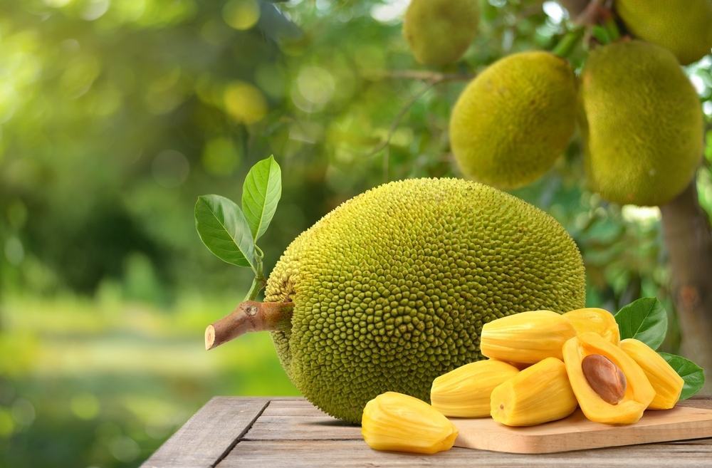 cách làm sữa chua mít và cách chọn mít ngon ngọt cách làm sữa chua mít và cách chọn mít ngon