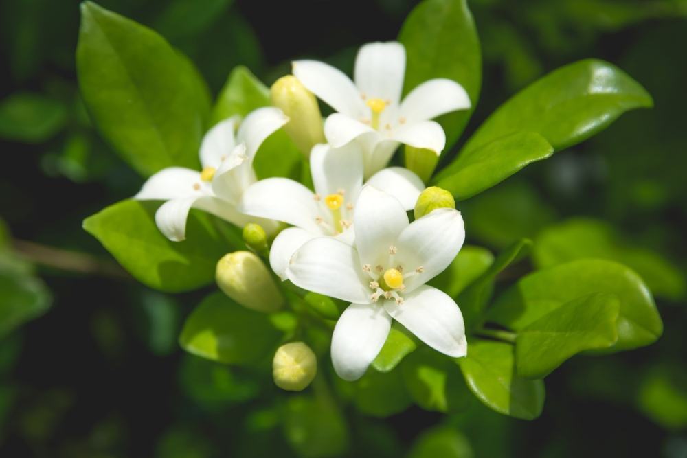 hoa bưởi có tác dụng gì và những đặc điểm của loài hoa này hoa bưởi có tác dụng gì và những đặc điểm của hoa