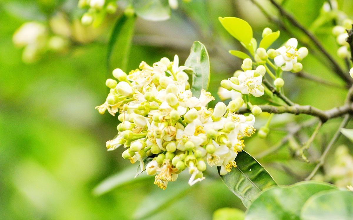 hoa bưởi có tác dụng gì