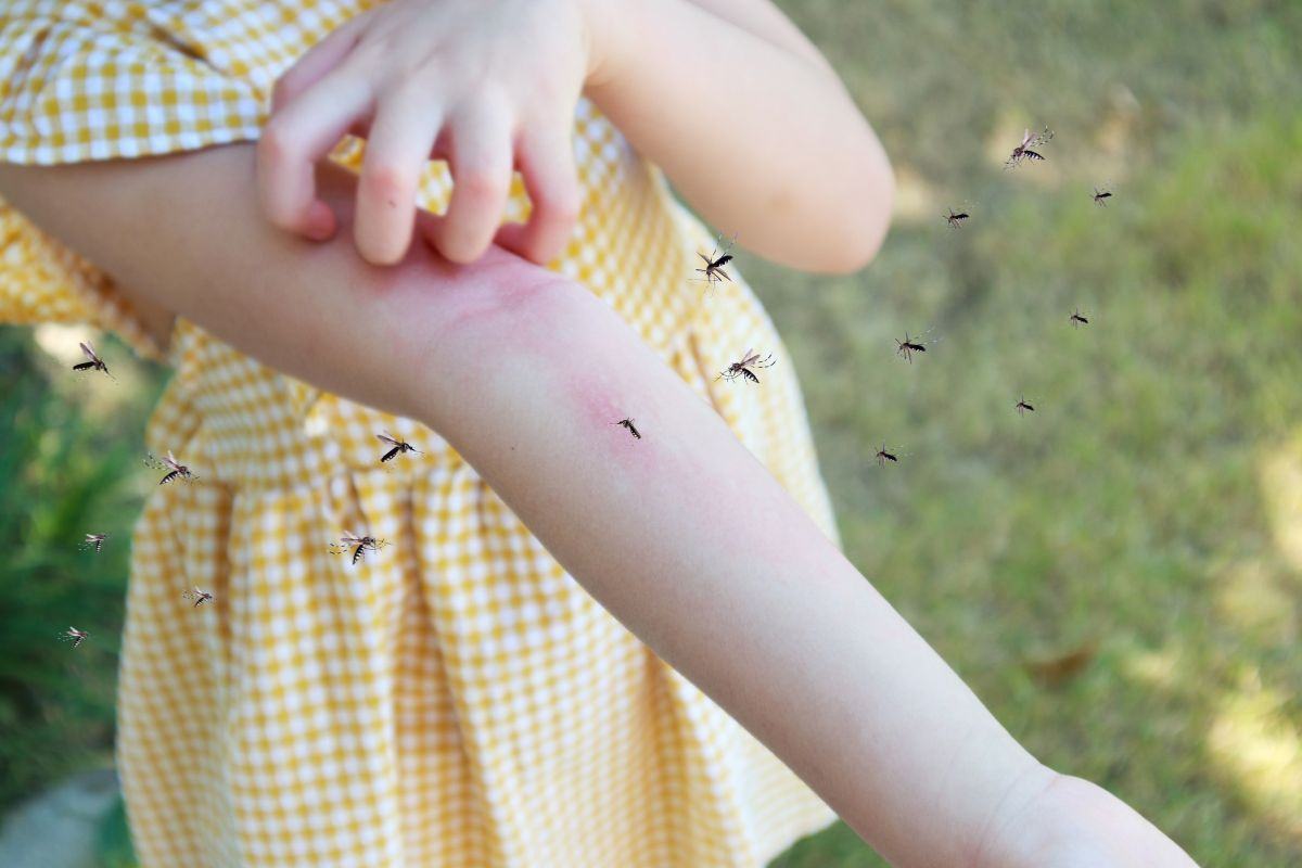 Muỗi truyền bệnh sốt xuất huyết bệnh sốt xuất huyết