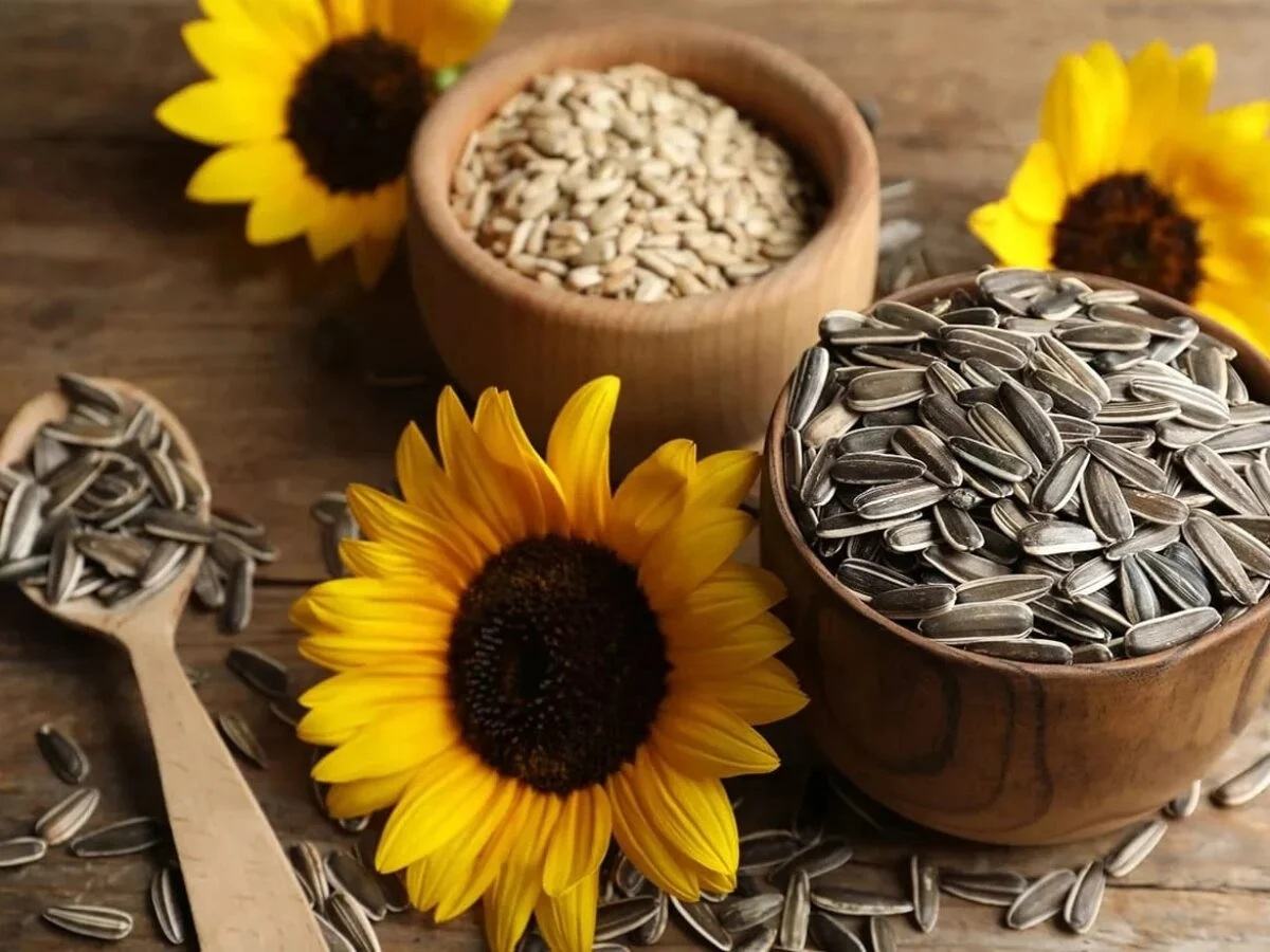 mẹ bầu ăn hạt hướng dương có tốt không và những lưu ý quan trọng mẹ bầu ăn hạt hướng dương có tốt không và những điều cần lưu ý