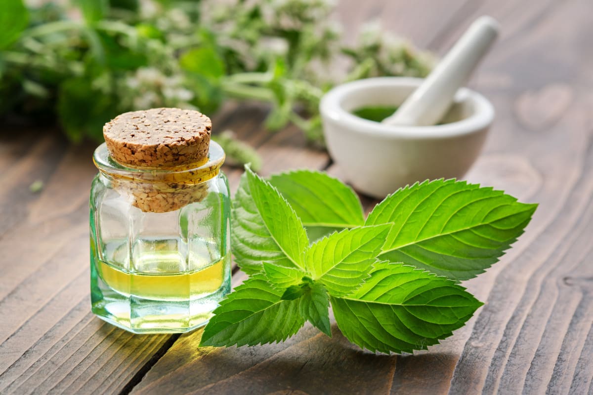4 công dụng của bạc hà giúp bạn chăm sóc cả nhà hiệu quả, an toàn! 37 lưu ý khi dùng bạc hà