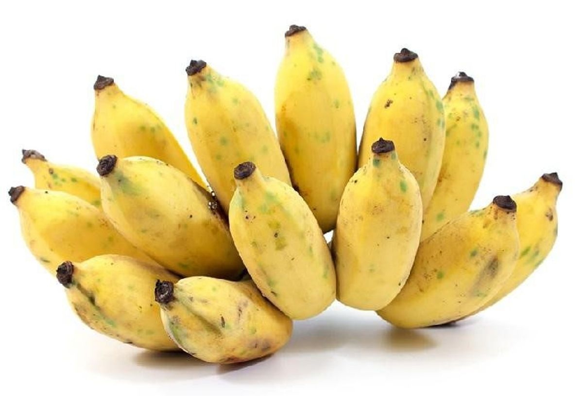 cách làm bánh chuối chiên và chọn loại chuối thích hợp cách làm bánh chuối chiên và chọn loại chuối phù hợp