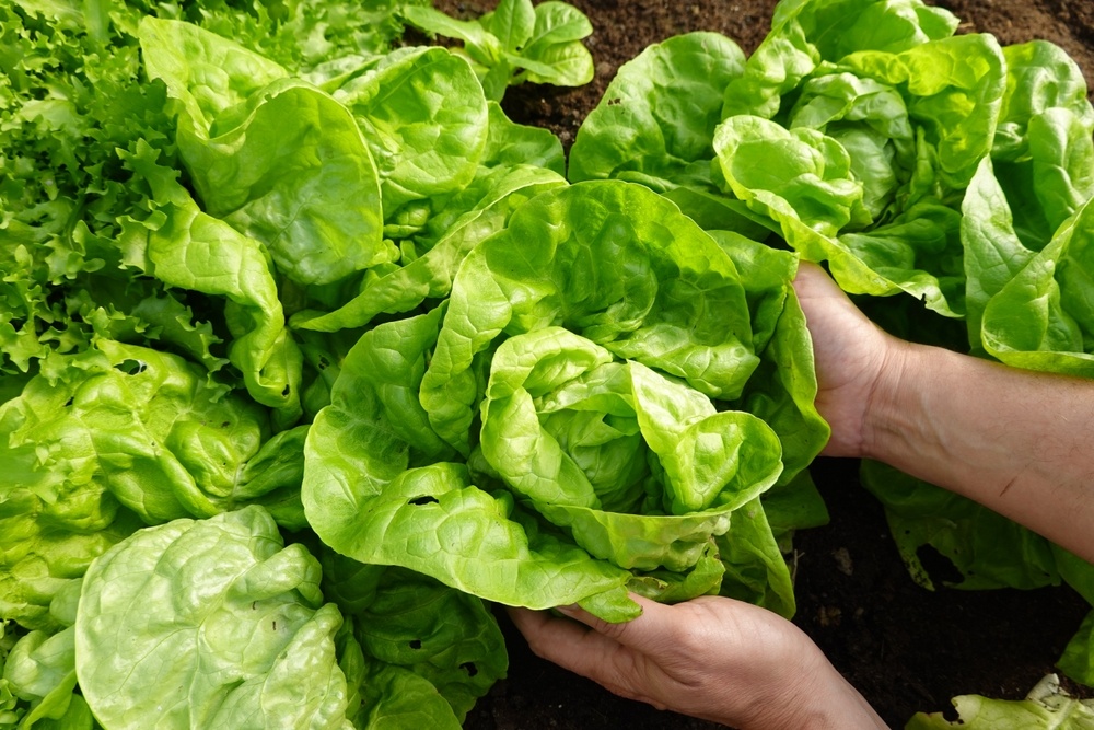 cách làm salad mayonnaise và bí quyết chọn nguyên liệu tươi cách làm salad mayonnaise và bí quyết chọn nguyên liệu tươi ngon