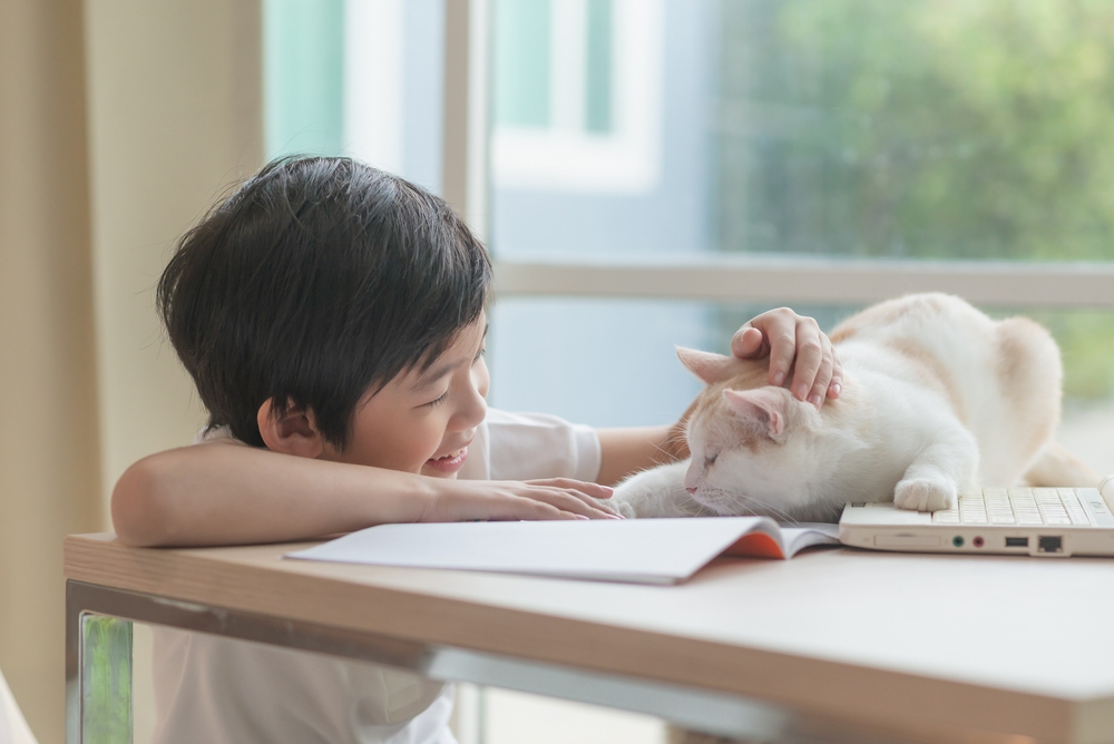 bị mèo cào có sao không và cách chăm sóc sau khi mèo cào bị mèo cào có sao không và cách chăm sóc sau khi bị mèo cào