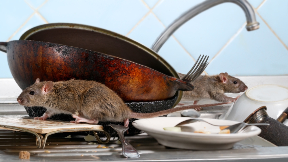 các mẹo đuổi chuột ra khỏi nhà