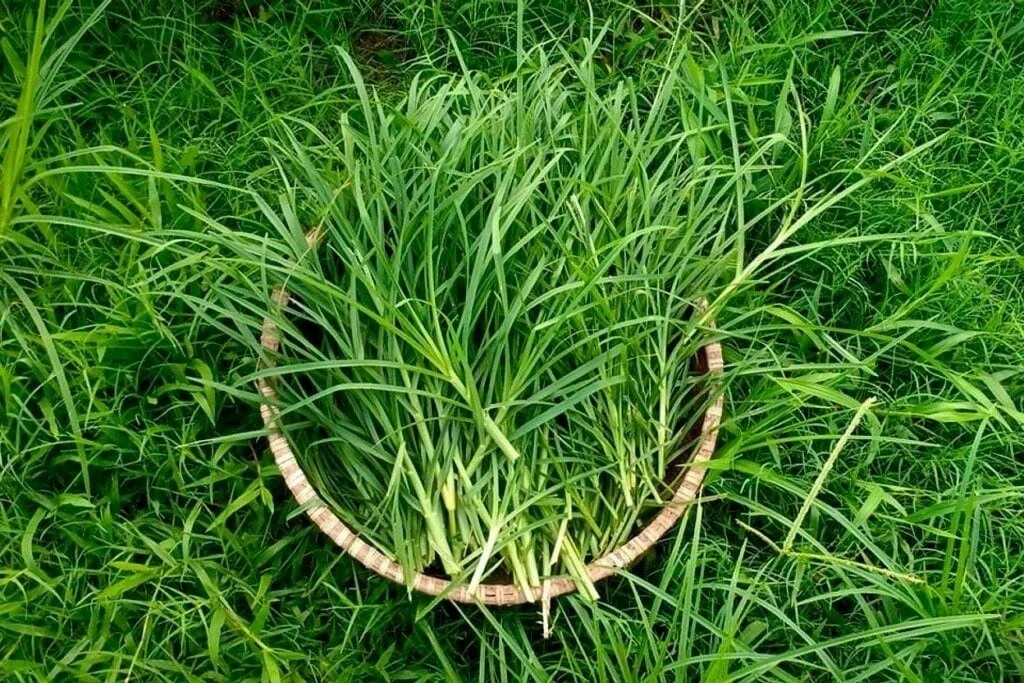 cách nấu nước cỏ mần trầu đúng cách tại nhà cách nấu nước cỏ mần trầu tại nhà